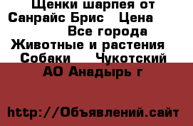 Щенки шарпея от Санрайс Брис › Цена ­ 30 000 - Все города Животные и растения » Собаки   . Чукотский АО,Анадырь г.